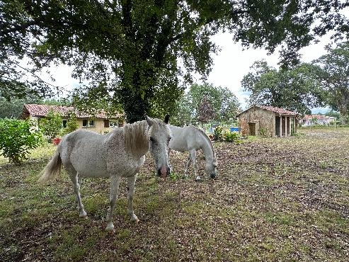 Sur un airial de 4 400 m², maison 3 ch. habitable de suite